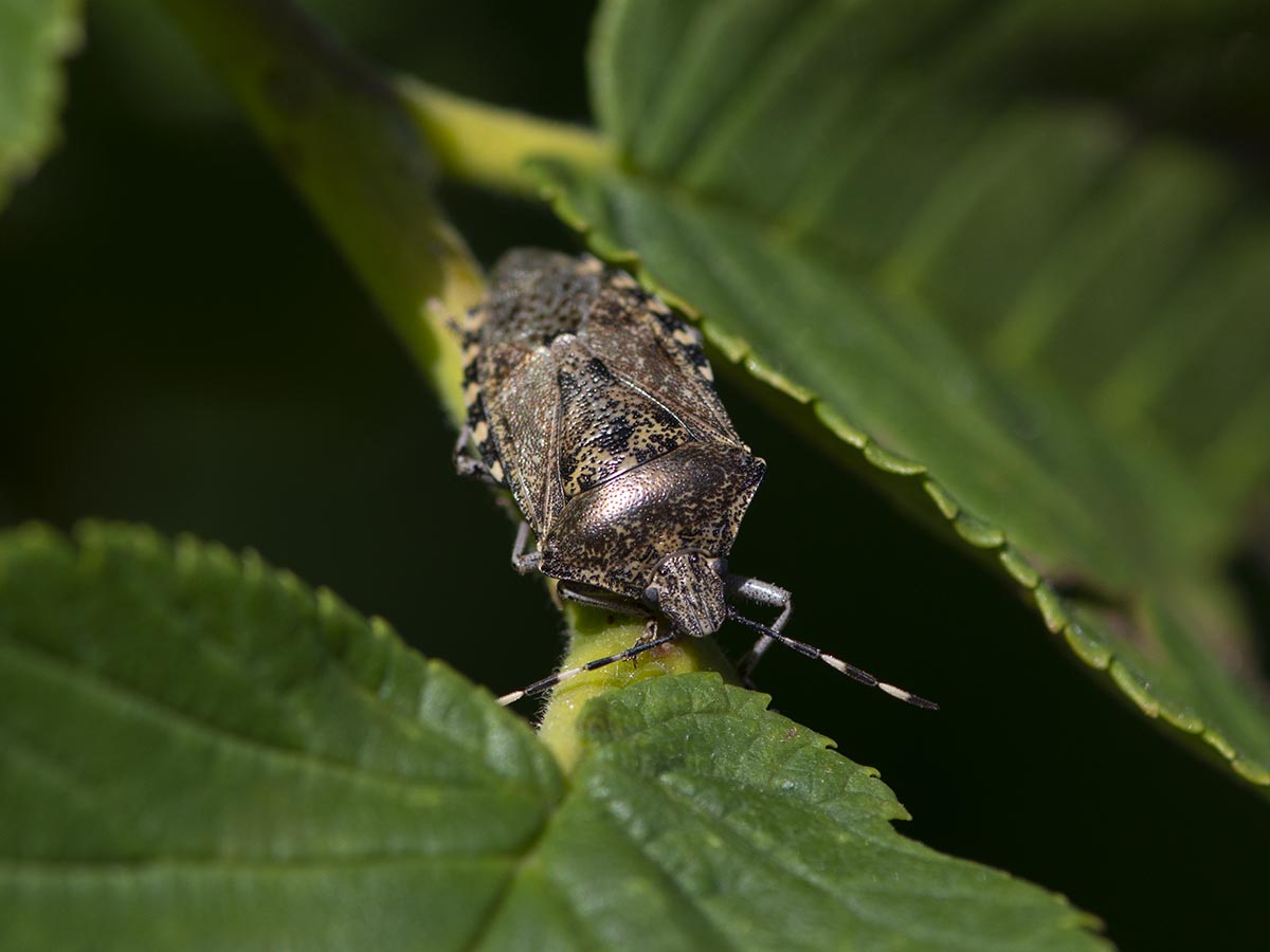 Rhaphigaster nebulosa